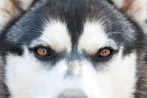 siberian brown husky eyes